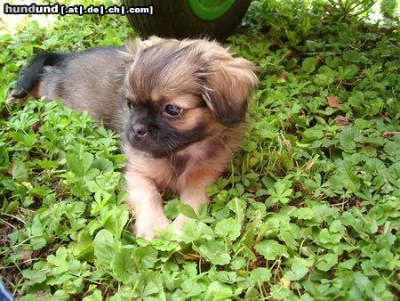 Großer hund bellt